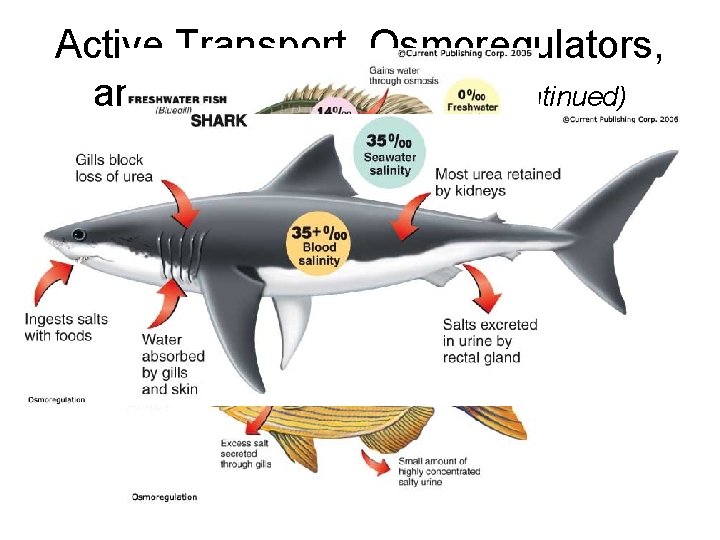 Active Transport, Osmoregulators, and Osmoconformers (continued) • Marine fish that have a regulation process