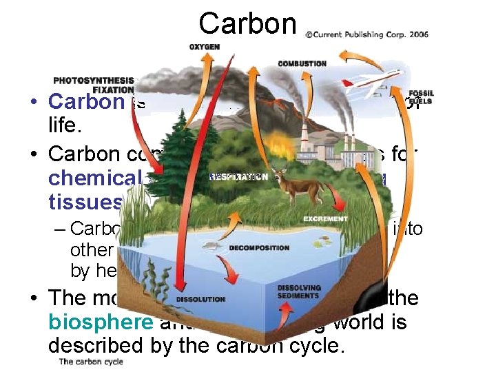 Carbon • Carbon is the fundamental element of life. • Carbon compounds form the