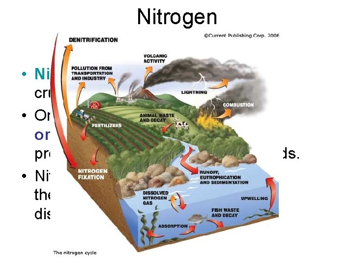 Nitrogen • Nitrogen is another element crucial to life on Earth. • Organisms require