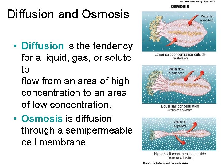 Diffusion and Osmosis • Diffusion is the tendency for a liquid, gas, or solute