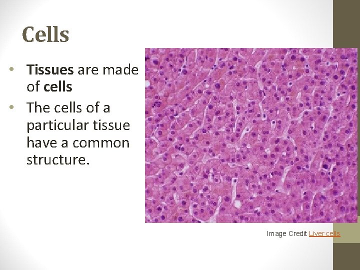 Cells • Tissues are made of cells • The cells of a particular tissue