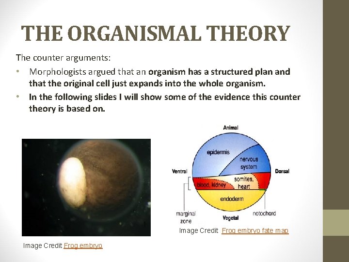 THE ORGANISMAL THEORY The counter arguments: • Morphologists argued that an organism has a