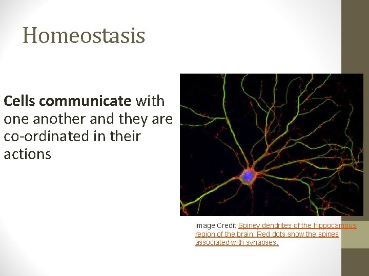 Homeostasis Cells communicate with one another and they are co-ordinated in their actions Image