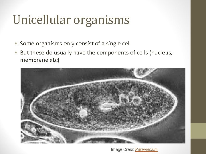 Unicellular organisms • Some organisms only consist of a single cell • But these