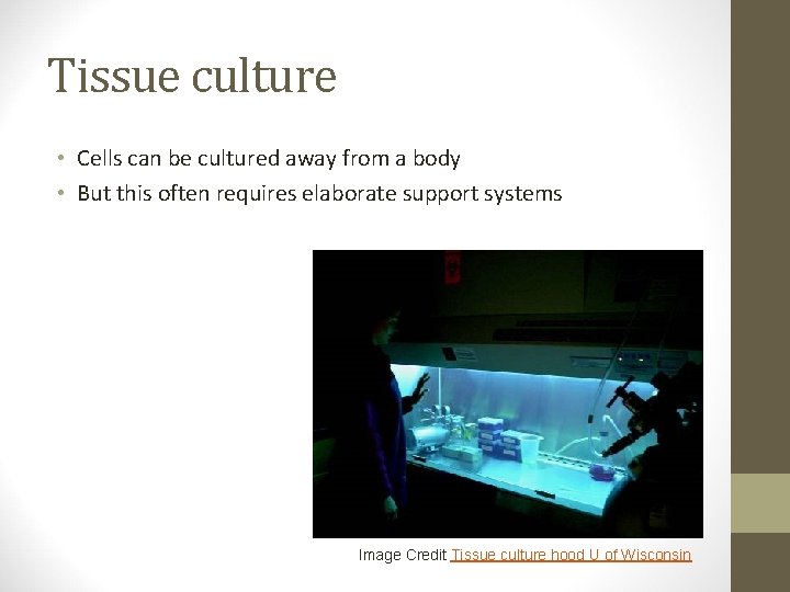 Tissue culture • Cells can be cultured away from a body • But this