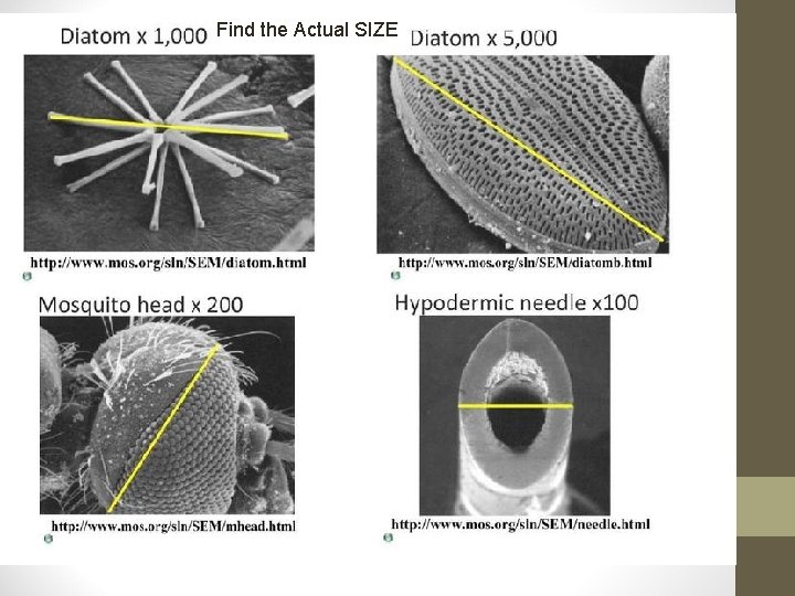 Find the Actual SIZE 