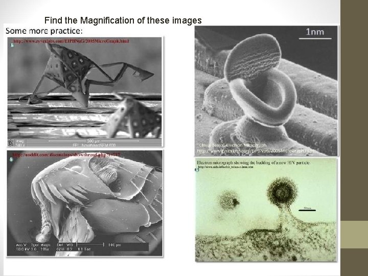 Find the Magnification of these images 