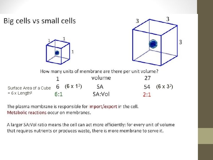 Surface Area of a Cube = 6 x Length 2 (6 x 12) (6