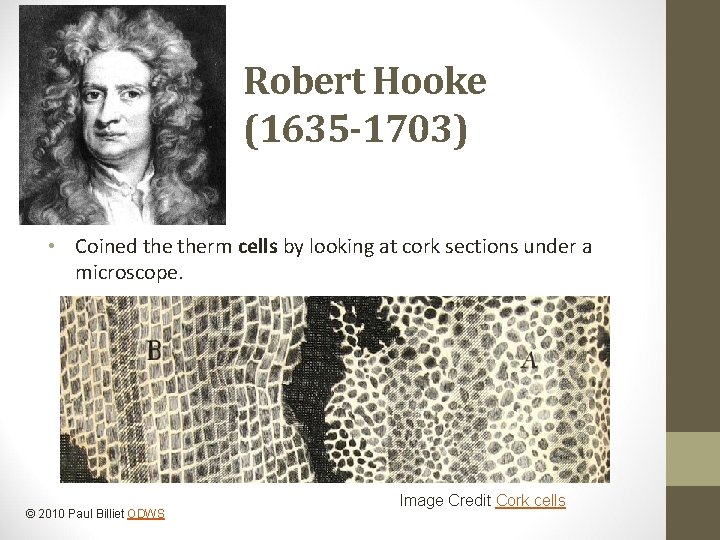 Robert Hooke (1635 -1703) • Coined therm cells by looking at cork sections under