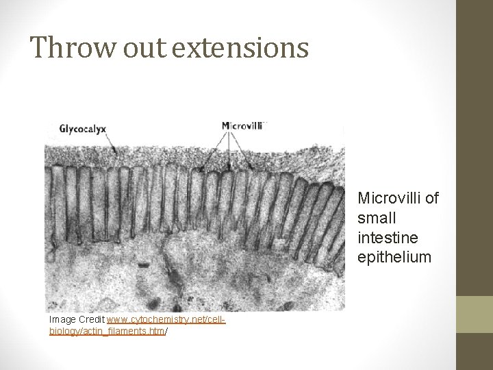 Throw out extensions Microvilli of small intestine epithelium Image Credit www. cytochemistry. net/cellbiology/actin_filaments. htm/