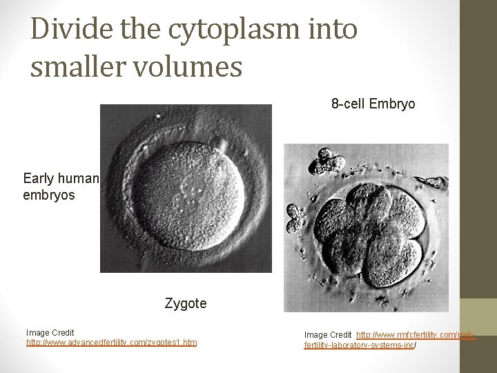 Divide the cytoplasm into smaller volumes 8 -cell Embryo Early human embryos Zygote Image