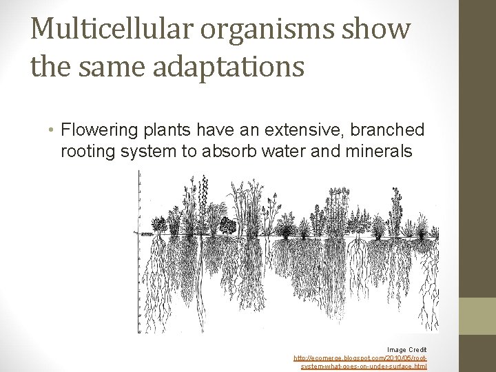 Multicellular organisms show the same adaptations • Flowering plants have an extensive, branched rooting