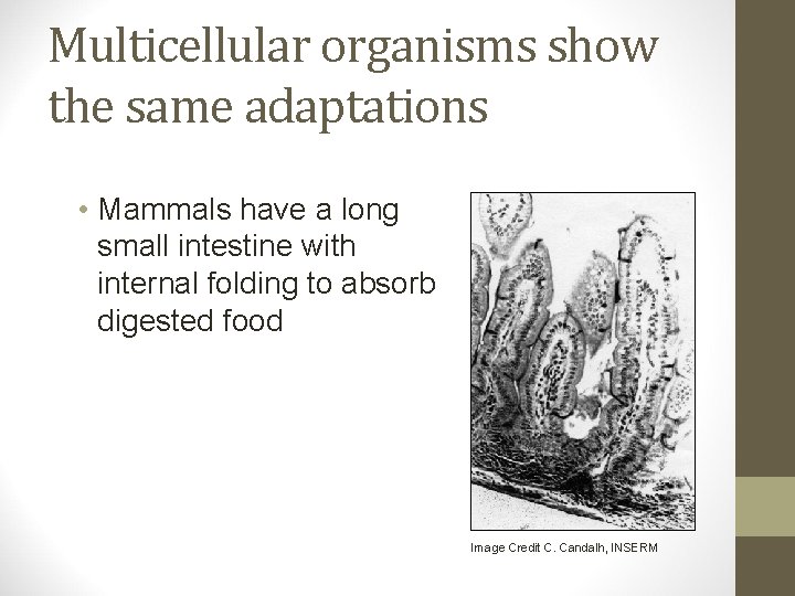 Multicellular organisms show the same adaptations • Mammals have a long small intestine with