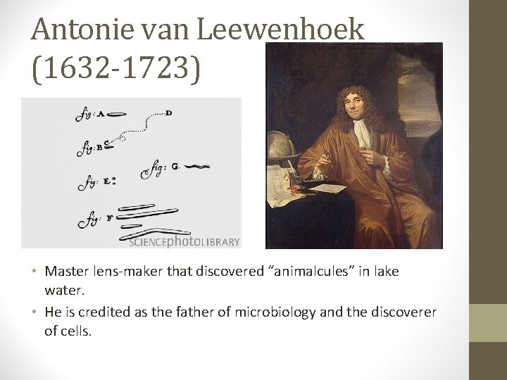 Antonie van Leewenhoek (1632 -1723) • Master lens-maker that discovered “animalcules” in lake water.