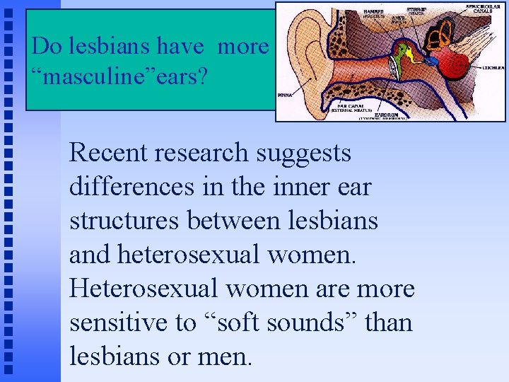 Do lesbians have more “masculine”ears? Recent research suggests differences in the inner ear structures
