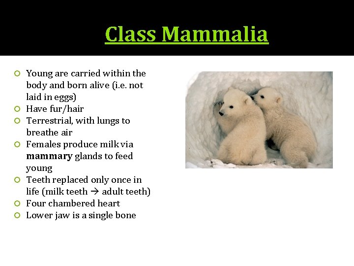 Class Mammalia Young are carried within the body and born alive (i. e. not