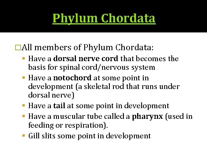 Phylum Chordata �All members of Phylum Chordata: Have a dorsal nerve cord that becomes