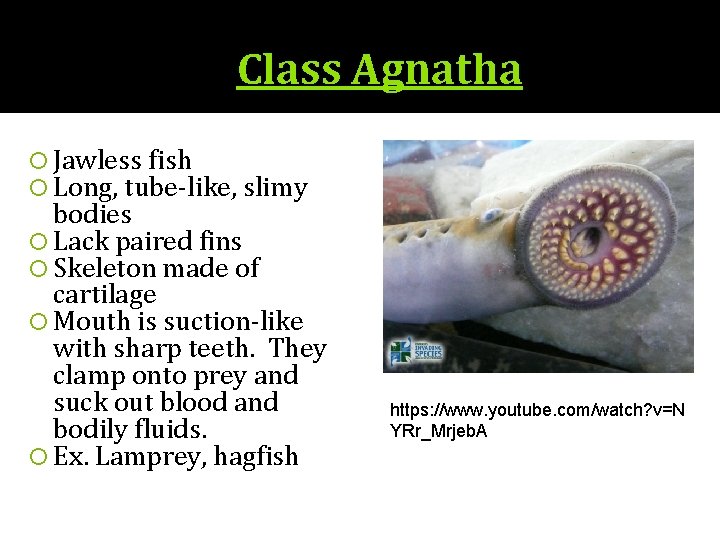 Class Agnatha Jawless fish Long, tube-like, slimy bodies Lack paired fins Skeleton made of