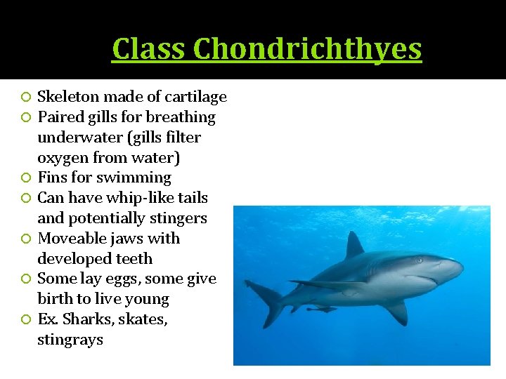 Class Chondrichthyes Skeleton made of cartilage Paired gills for breathing underwater (gills filter oxygen