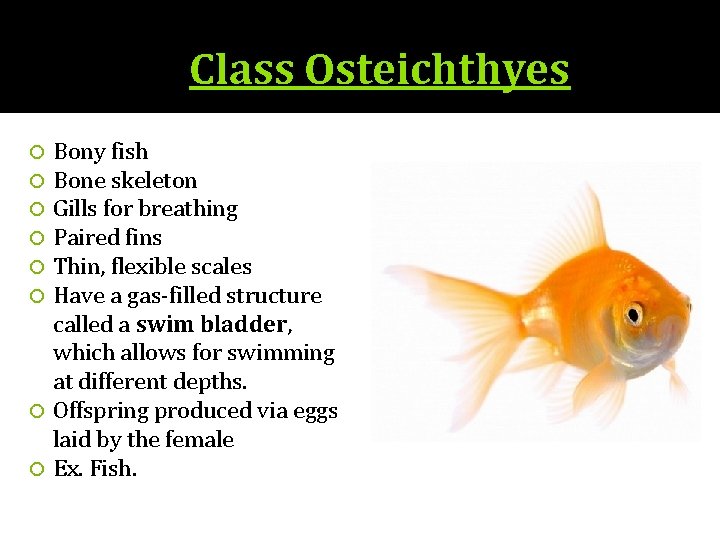 Class Osteichthyes Bony fish Bone skeleton Gills for breathing Paired fins Thin, flexible scales