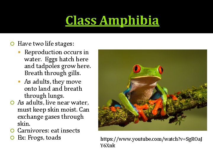Class Amphibia Have two life stages: Reproduction occurs in water. Eggs hatch here and