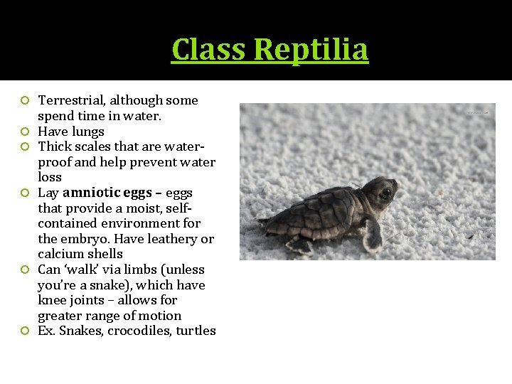Class Reptilia Terrestrial, although some spend time in water. Have lungs Thick scales that
