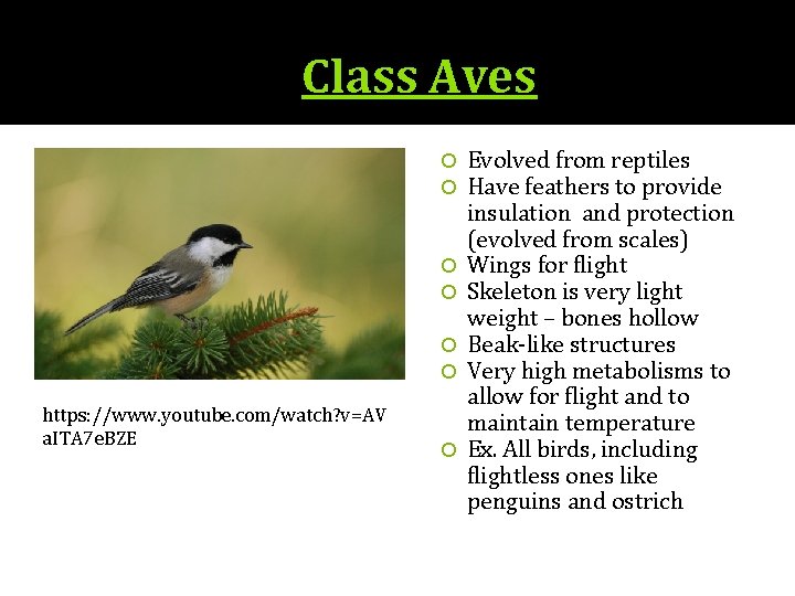 Class Aves https: //www. youtube. com/watch? v=AV a. ITA 7 e. BZE Evolved from