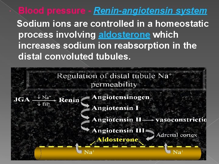  Blood pressure - Renin-angiotensin system Sodium ions are controlled in a homeostatic process