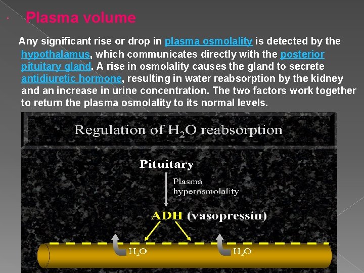  Plasma volume Any significant rise or drop in plasma osmolality is detected by