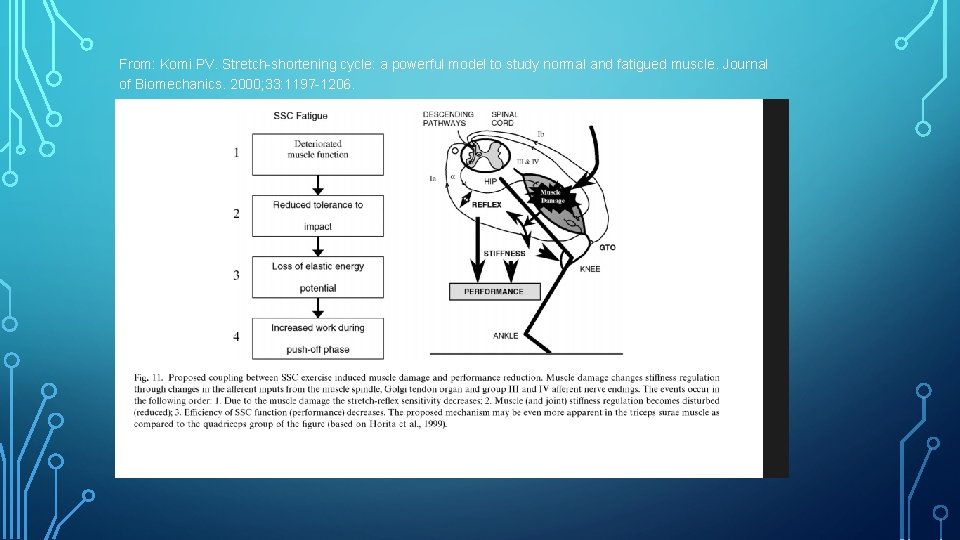 From: Komi PV. Stretch-shortening cycle: a powerful model to study normal and fatigued muscle.