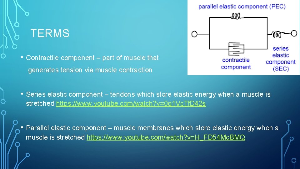 TERMS • Contractile component – part of muscle that generates tension via muscle contraction