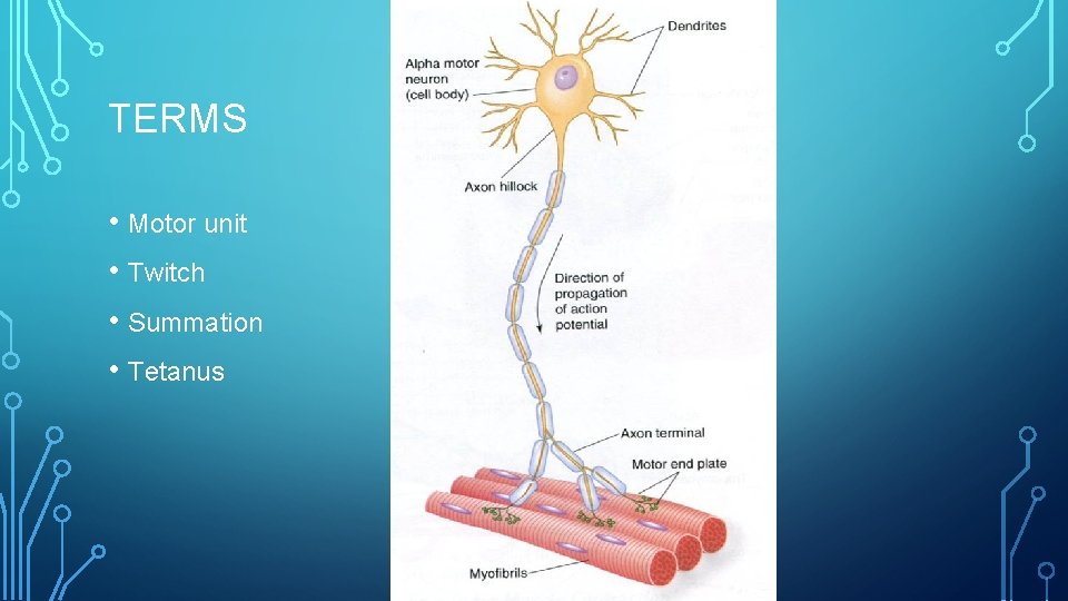 TERMS • Motor unit • Twitch • Summation • Tetanus 