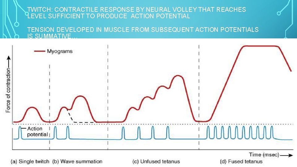 TWITCH: CONTRACTILE RESPONSE BY NEURAL VOLLEY THAT REACHES LEVEL SUFFICIENT TO PRODUCE ACTION POTENTIAL