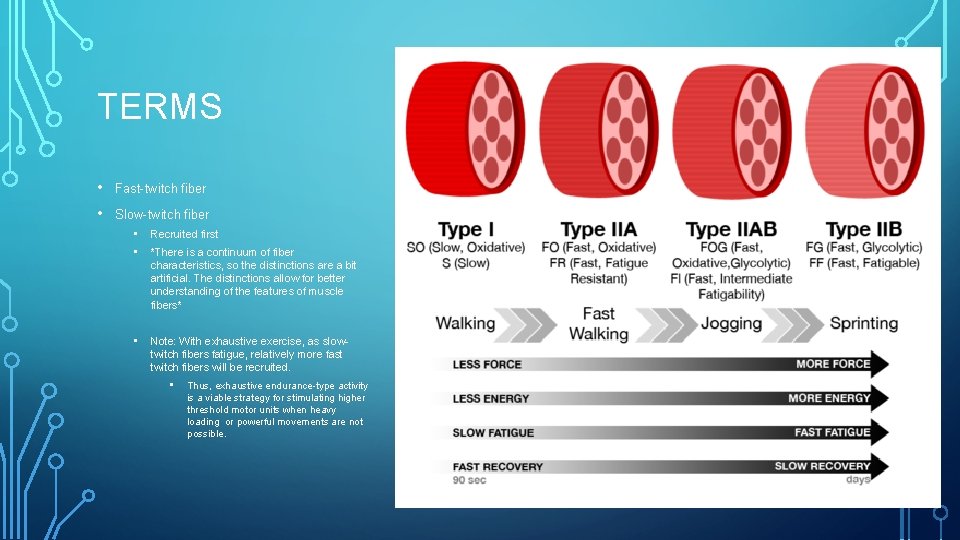 TERMS • Fast-twitch fiber • Slow-twitch fiber • • Recruited first • Note: With