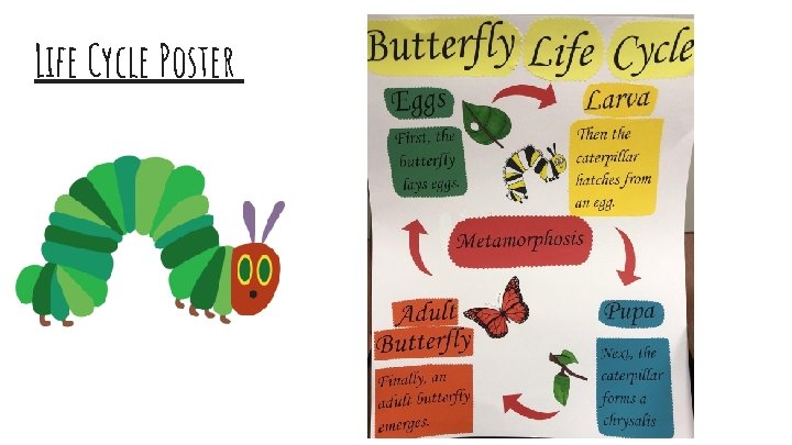 Life Cycle Poster 