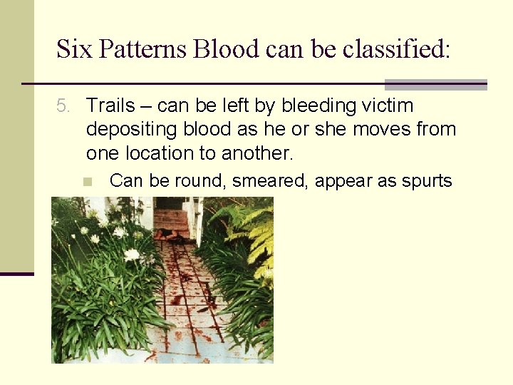 Six Patterns Blood can be classified: 5. Trails – can be left by bleeding