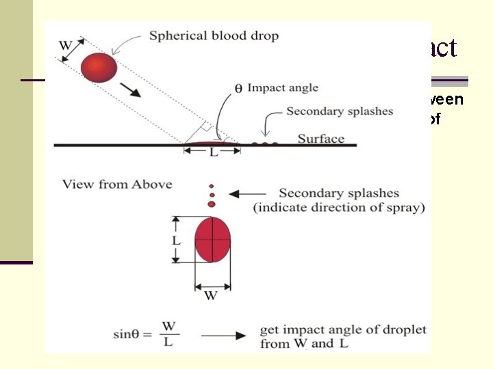 Blood Spatter and Angle of Impact ANGLE of IMPACT - the acute angle formed