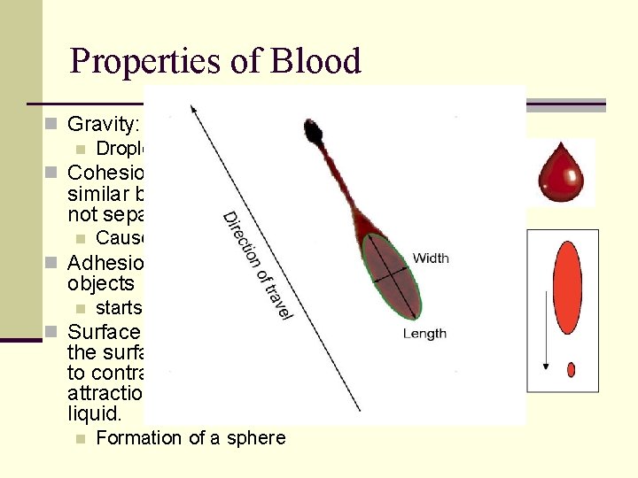 Properties of Blood n Gravity: pulls it to ground n Droplet becomes longer than