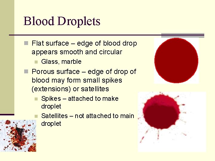 Blood Droplets n Flat surface – edge of blood drop appears smooth and circular