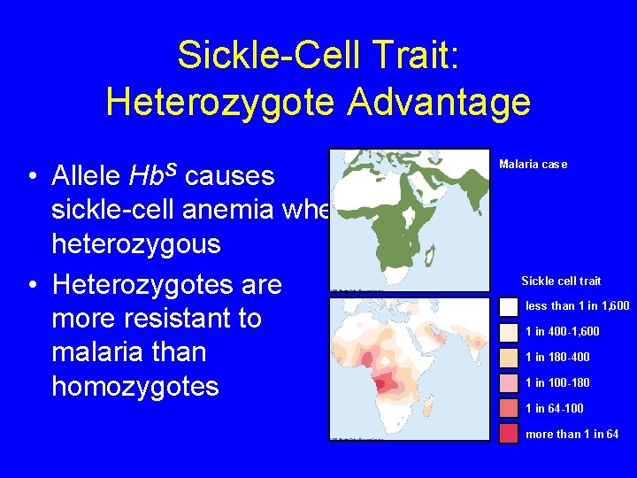 Sickle-Cell Trait: Heterozygote Advantage • Allele causes sickle-cell anemia when heterozygous • Heterozygotes are