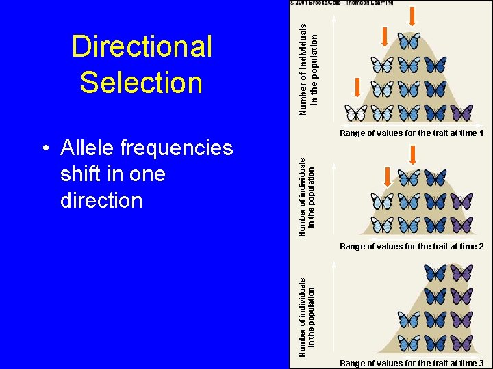 Number of individuals in the population • Allele frequencies shift in one direction Range