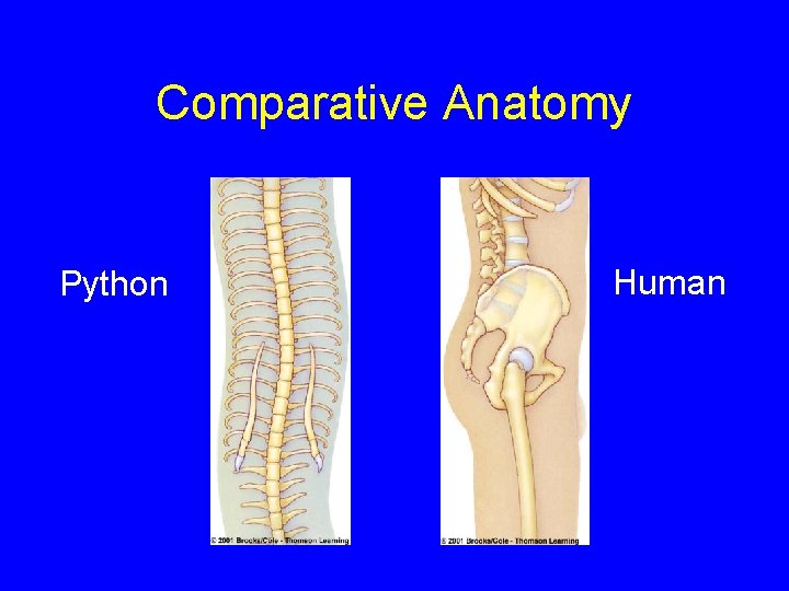 Comparative Anatomy Python Human 