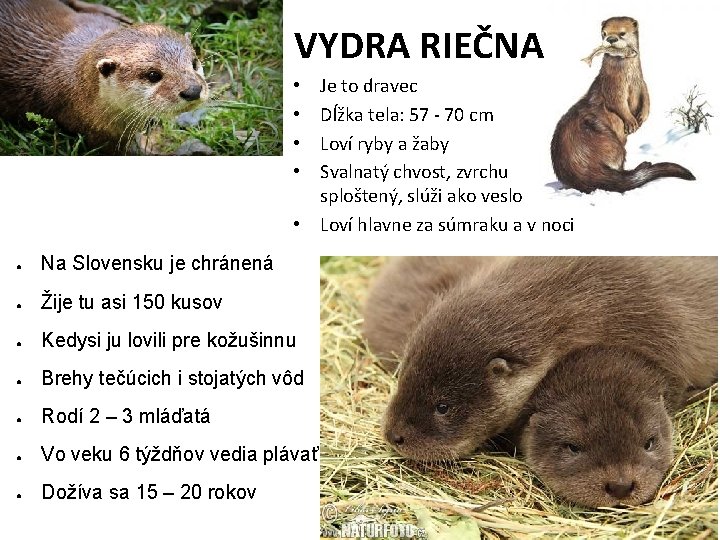 VYDRA RIEČNA Je to dravec Dĺžka tela: 57 - 70 cm Loví ryby a