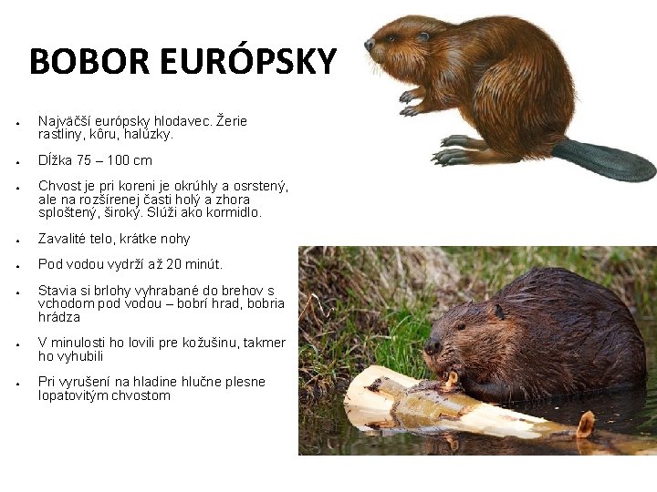 BOBOR EURÓPSKY ● ● ● Najväčší európsky hlodavec. Žerie rastliny, kôru, halúzky. Dĺžka 75