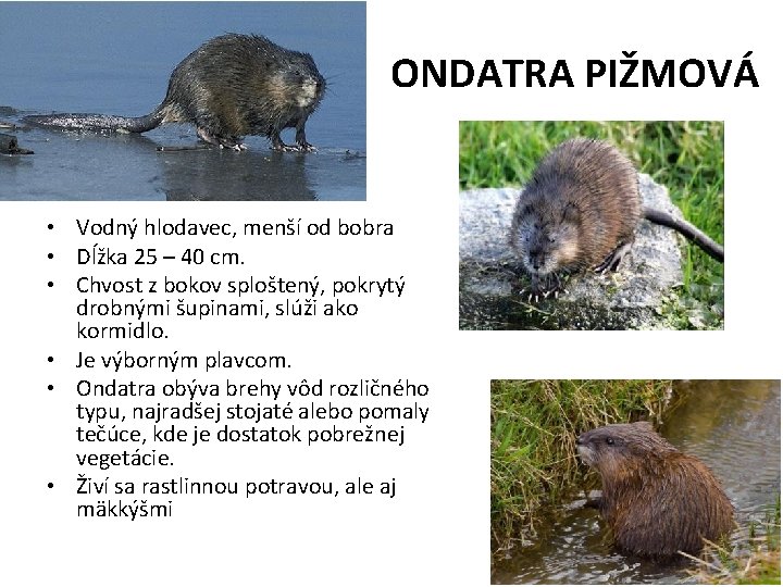 ONDATRA PIŽMOVÁ • Vodný hlodavec, menší od bobra • Dĺžka 25 – 40 cm.