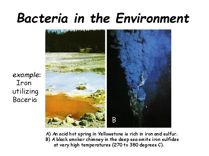 Bacteria in the Environment example: Iron utilizing Baceria A B A) An acid hot