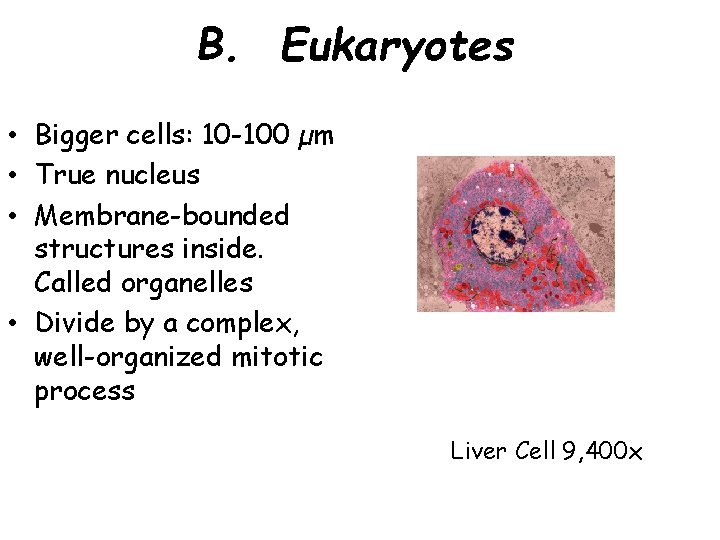 B. Eukaryotes • Bigger cells: 10 -100 µm • True nucleus • Membrane-bounded structures