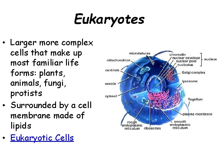 Eukaryotes • Larger more complex cells that make up most familiar life forms: plants,