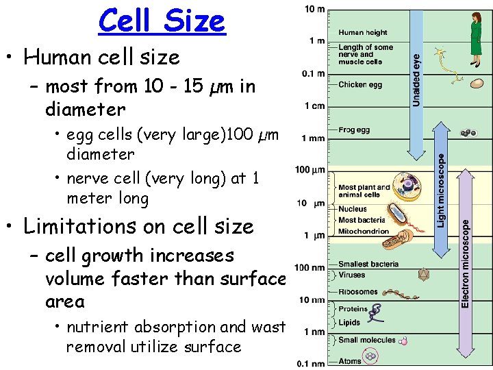 Cell Size • Human cell size – most from 10 - 15 µm in