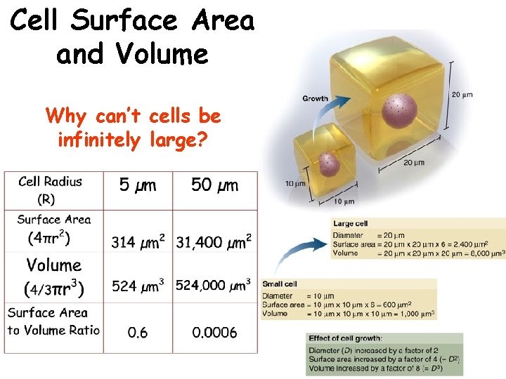 Cell Surface Area and Volume Why can’t cells be infinitely large? 